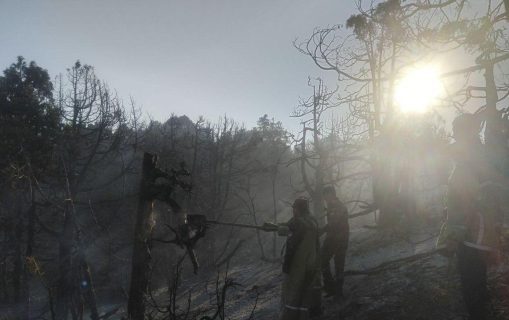 В Байсуне загорелась арчовая роща